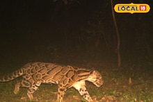 Alipurduar News: বাঘের পর এবারে বক্সা জঙ্গলে দেখা মিলল 'ক্লাউডেড লেপার্ড'... সামনে এল তার ছবি
