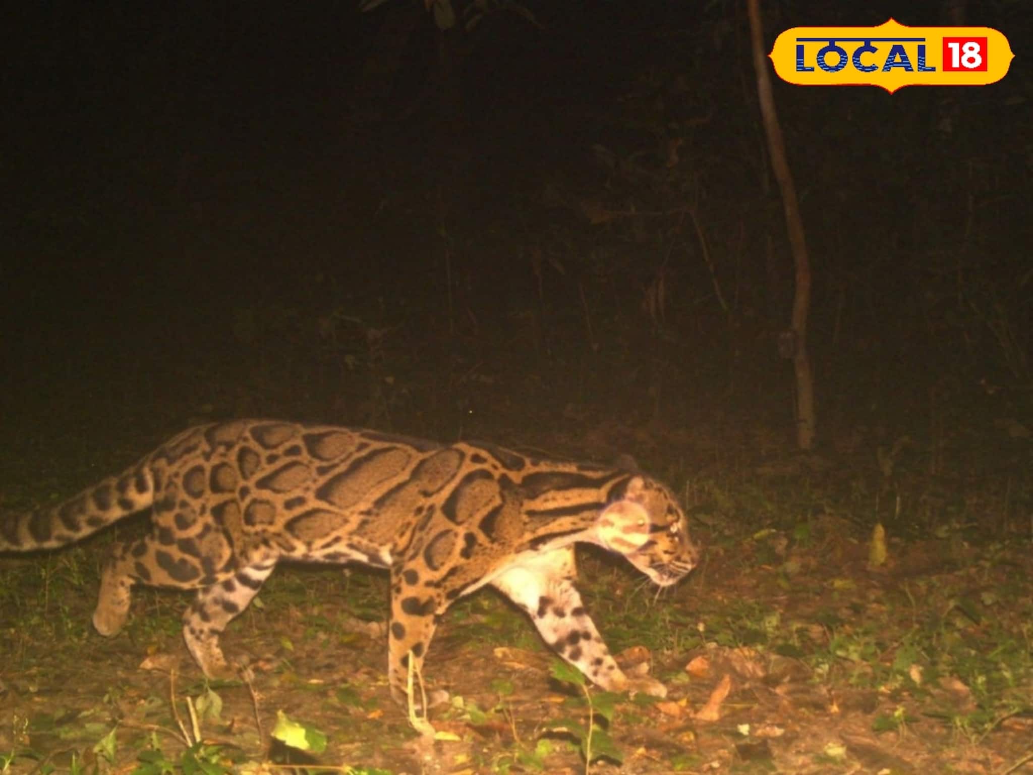 বাঘের পর এবারে বক্সা জঙ্গলে দেখা মিলল ক্লাউডেড লেপার্ড... সামনে এল তার ছবি