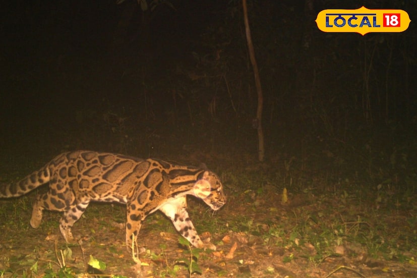 রয়্যাল বেঙ্গল টাইগারের পর বক্সা জঙ্গলের ট্র্যাপ ক্যামেরায় দেখা মিলল ক্লাউডেড লেপার্ডের। যা দেখে দ্বিগুণ আনন্দিত বক্সা  কর্তৃপক্ষ। ক্লাউডেড লেপার্ড একটি বিরল প্রাণী। 