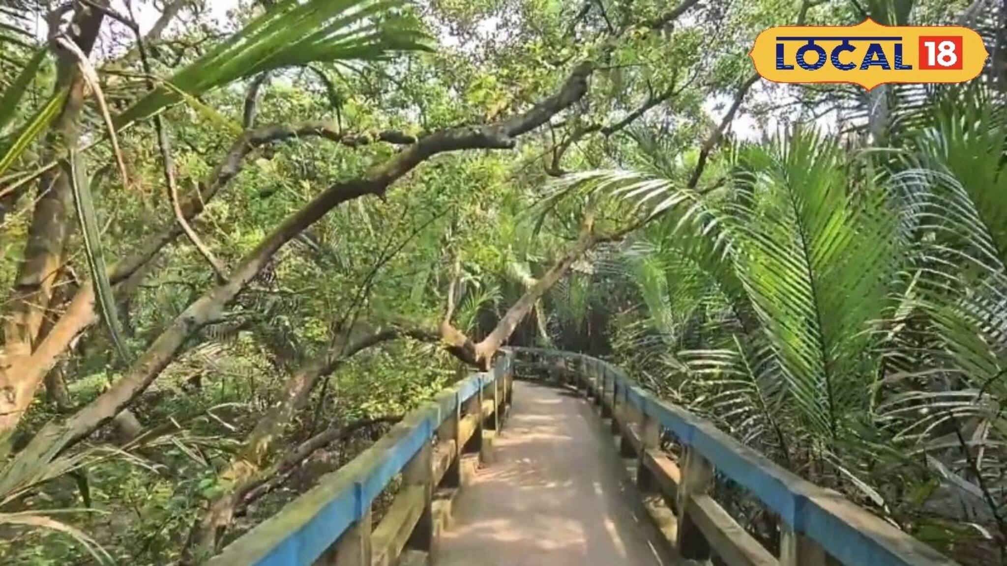 ইছামতীর ধারে ম্যানগ্রোভ বন! কলকাতার পাশে লুকিয়ে ‘মিনি সুন্দরবন’, একদিনেই ঘুরে আসুন