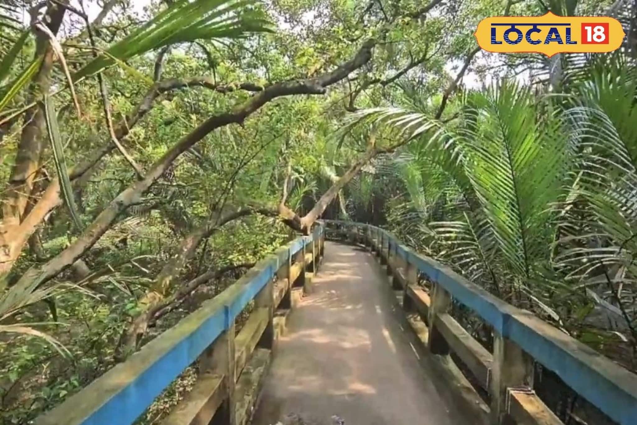 ইছামতীর ধারে ম্যানগ্রোভ বন! কলকাতার পাশে লুকিয়ে ‘মিনি সুন্দরবন’, একদিনেই ঘুরে আসুন