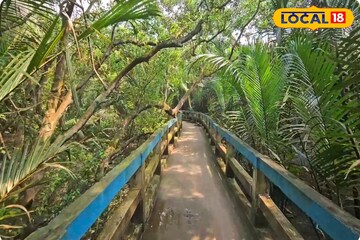 ইছামতীর ধারে ম্যানগ্রোভ বন! কলকাতার পাশে লুকিয়ে ‘মিনি সুন্দরবন’, একদিনেই ঘুরে আসুন