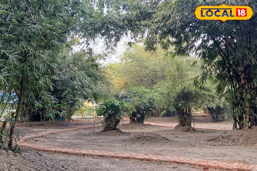 হাওড়ার বোটানিক্যাল গার্ডেনের নয়া আকর্ষণ! বাঁশ গাছের তলে সরু আঁকাবাঁকা পথ। প্রকৃতিপ্রেমী মানুষের জন্য আদর্শ এই স্থান। এখানে নির্ভেজাল অক্সিজেন আর প্রকৃতির সৌন্দর্য অনুভব করতে পারবেন।