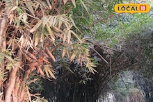 Howrah News: নয়নাভিরাম ছবি, সরু আঁকাবাঁকা পথ... হাওড়ার বোটানিক্যাল গার্ডেনে নয়া আকর্ষণ এই বাঁশবাগান