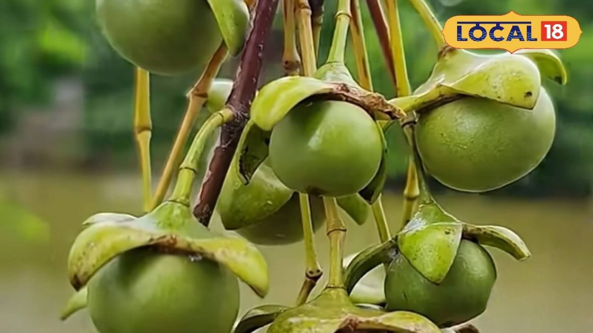 বাদাবনের নোনা জলেজঙ্গলে লুকিয়ে পুষ্টির ভান্ডার! হৃদরোগের ঝুঁকি কমায় সুন্দরবনের কেওড়া ফল