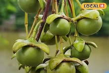 Sundarban Fruit: বাদাবনের নোনা জলেজঙ্গলে লুকিয়ে পুষ্টির ভান্ডার! শরীর থেকে বিষাক্ত জিনিস দূর করে হৃদরোগের ঝুঁকি কমায় সুন্দরবনের কেওড়া ফল