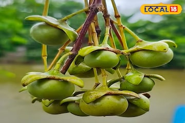 বাদাবনের নোনা জলেজঙ্গলে লুকিয়ে পুষ্টির ভান্ডার! হৃদরোগের ঝুঁকি কমায় সুন্দরবনের কেওড়া ফল বাদাবনের নোনা জলেজঙ্গলে লুকিয়ে পুষ্টির ভান্ডার! হৃদরোগের ঝুঁকি কমায় সুন্দরবনের কেওড়া ফল