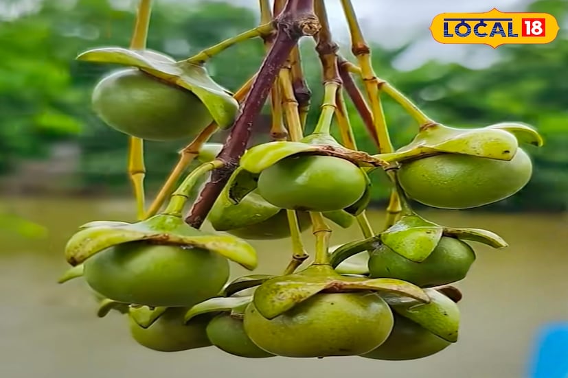 সুন্দরবনের ম্যানগ্রোভ অরণ্য শুধু প্রাকৃতিক সৌন্দর্যেই নয়, তার ভেতরে লুকিয়ে রয়েছে বহু মূল্যবান বনজ সম্পদ। তারই অন্যতম হলো কেওড়া ফল। নোনাজলের পরিবেশে বেড়ে ওঠা এই ফল দেখতে সাধারণ হলেও পুষ্টিগুণ ও ঔষধি উপকারিতার দিক থেকে অত্যন্ত গুরুত্বপূর্ণ। উপকূলবর্তী এলাকার মানুষ বহুদিন ধরেই কেওড়া ফলের নানা ব্যবহার করে আসছেন। সুন্দরবনের ম্যানগ্রোভ অরণ্য শুধু প্রাকৃতিক সৌন্দর্যেই নয়, তার ভেতরে লুকিয়ে রয়েছে বহু মূল্যবান বনজ সম্পদ। তারই অন্যতম হলো কেওড়া ফল। নোনাজলের পরিবেশে বেড়ে ওঠা এই ফল দেখতে সাধারণ হলেও পুষ্টিগুণ ও ঔষধি উপকারিতার দিক থেকে অত্যন্ত গুরুত্বপূর্ণ। উপকূলবর্তী এলাকার মানুষ বহুদিন ধরেই কেওড়া ফলের নানা ব্যবহার করে আসছেন।