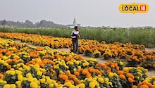 North 24 Parganas News: বসিরহাটে ফুলের উপত্যকা! ঘুরে আসুন রঙিন ফুলের সমারোহে