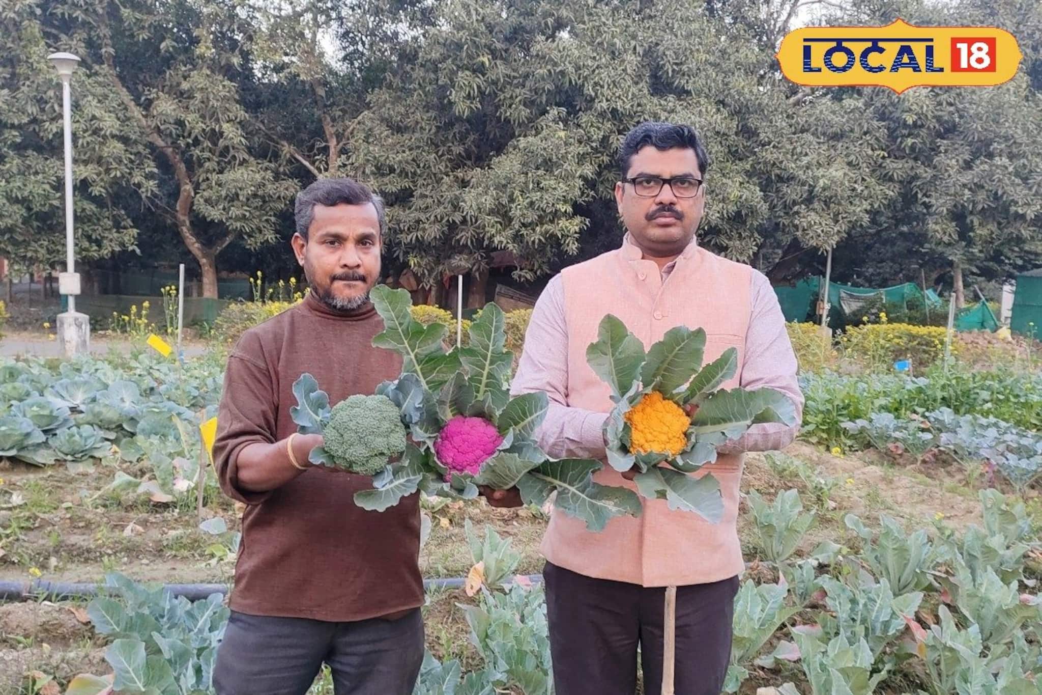 একই পরিচর্যায় আলাদা ফলন! রঙিন ফুলকপি চাষের বিশেষ পদ্ধতি দেখালেন কৃষি বিজ্ঞানীরা একই পরিচর্যায় আলাদা ফলন! রঙিন ফুলকপি চাষের বিশেষ পদ্ধতি দেখালেন কৃষি বিজ্ঞানীরা