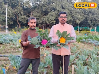একই পরিচর্যায় আলাদা ফলন! রঙিন ফুলকপি চাষের বিশেষ পদ্ধতি দেখালেন কৃষি বিজ্ঞানীরা