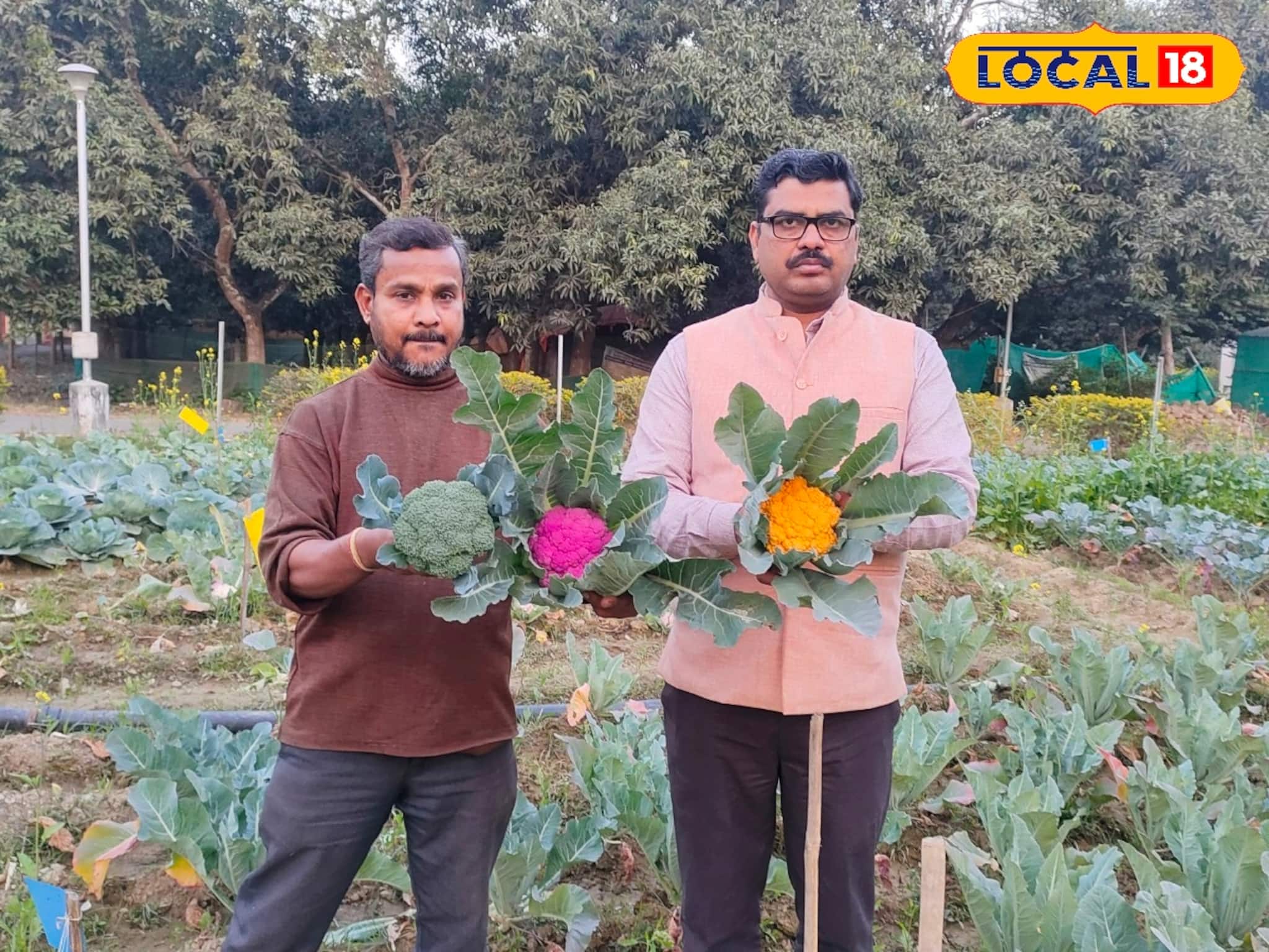 একই পরিচর্যায় আলাদা ফলন! রঙিন ফুলকপি চাষের বিশেষ পদ্ধতি দেখালেন কৃষি বিজ্ঞানীরা