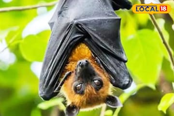 বাদুড়ের দেহে ভয়ঙ্কর 'নিপা'...! আলিপুরের তিন-তিনটি বাদুড়ের রক্ত পরীক্ষার পর মিলল প্রমাণ বাদুড়ের দেহে ভয়ঙ্কর 'নিপা'...! আলিপুরের তিন-তিনটি বাদুড়ের রক্ত পরীক্ষার পর মিলল প্রমাণ