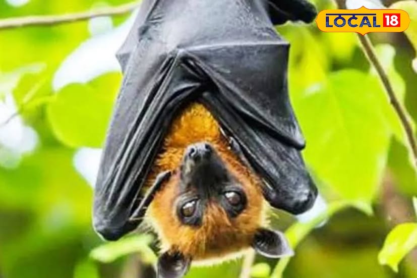 আলিপুর, দক্ষিণ ২৪ পরগনা, নবাব মল্লিক: বাদুড়ের দেহেই ছিল নিপা আলিপুরের বাদুড় পরীক্ষার পর মিলল প্রমাণ। আলিপুরে পরীক্ষা করা সাতটি বাদুড়ের মধ্যে তিনটি বাদুড়ের দেহরস এবং রক্তে নিপার আইজিজি অ্যান্টিবডি মিলেছে। ফলে তারা কোনোও সময় নিপাতে আক্রান্ত হয়েছিল। ছবি ও তথ্য: নবাব মল্লিক আলিপুর, দক্ষিণ ২৪ পরগনা, নবাব মল্লিক: বাদুড়ের দেহেই ছিল নিপা আলিপুরের বাদুড় পরীক্ষার পর মিলল প্রমাণ। আলিপুরে পরীক্ষা করা সাতটি বাদুড়ের মধ্যে তিনটি বাদুড়ের দেহরস এবং রক্তে নিপার আইজিজি অ্যান্টিবডি মিলেছে। ফলে তারা কোনোও সময় নিপাতে আক্রান্ত হয়েছিল। ছবি ও তথ্য: নবাব মল্লিক