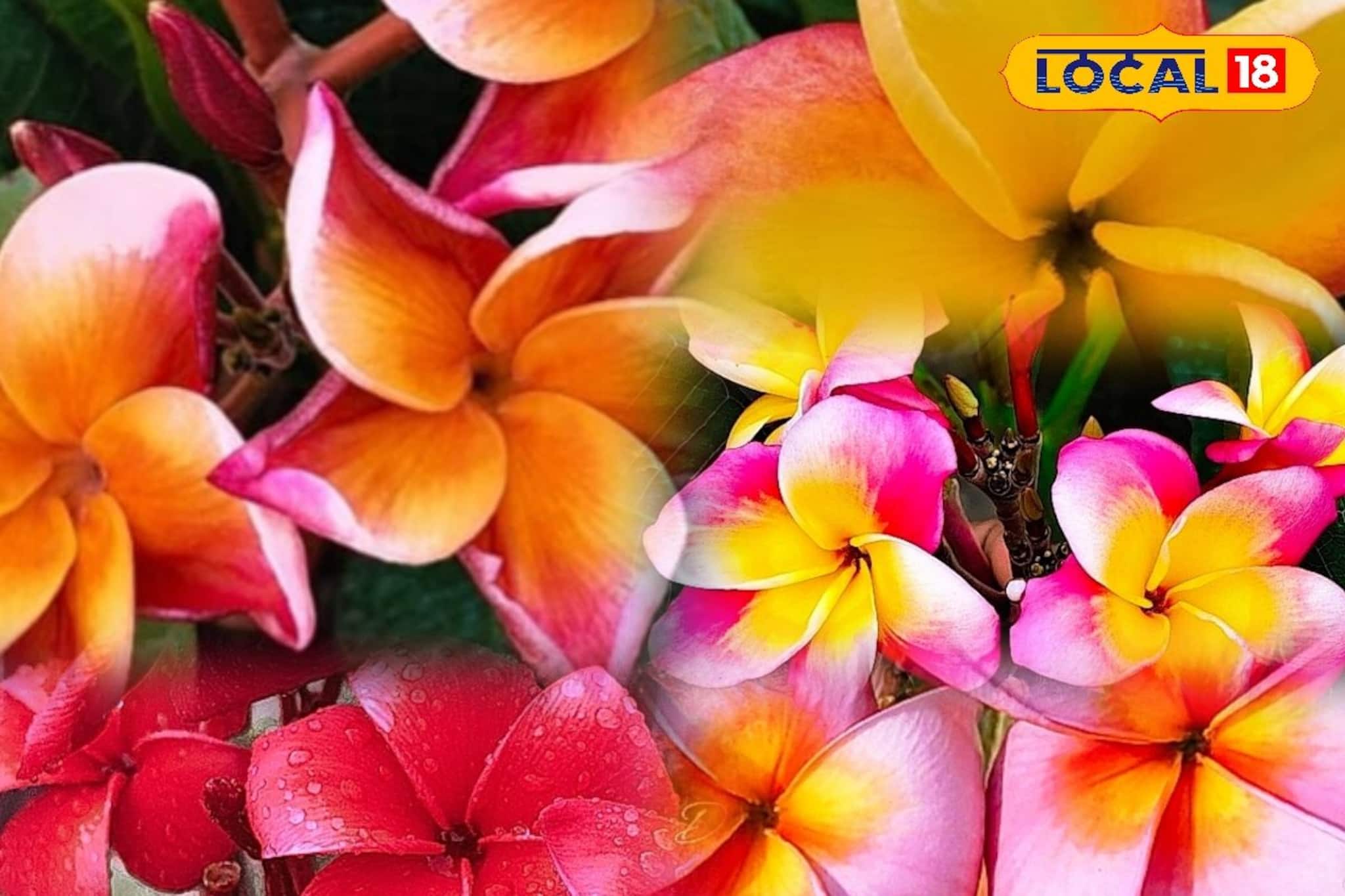 সিঁদুরে লাল থেকে কাঁচা হলুদ...ছাদেই ফুটেছে কাঠগোলাপ! ফুল ফোটাতে কত খরচ হয়েছে জানেন?