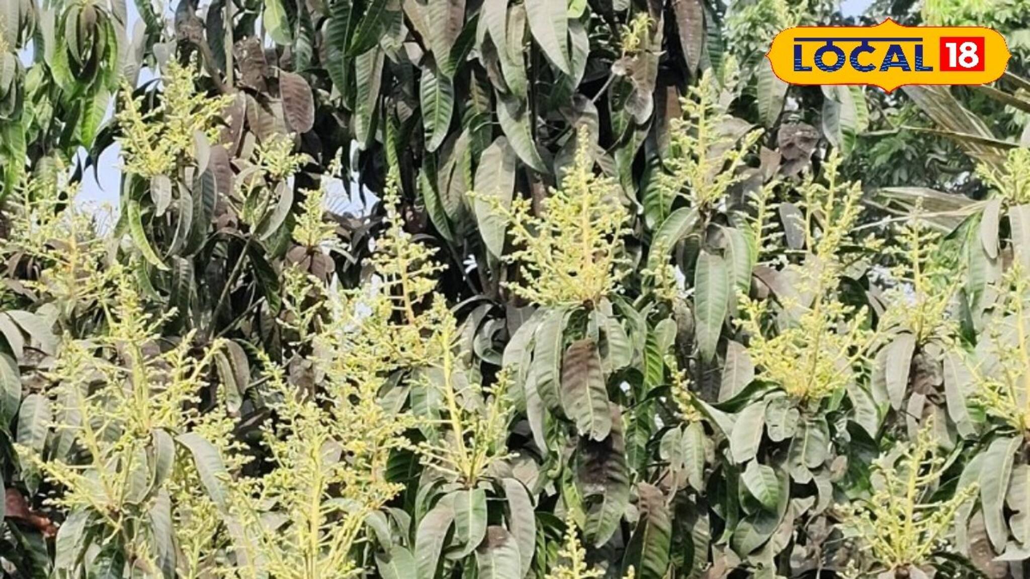 আম গাছে মুকুল এসেছে? ফলন দ্বিগুণ করতে এই সহজ টিপসগুলি মেনে চলুন