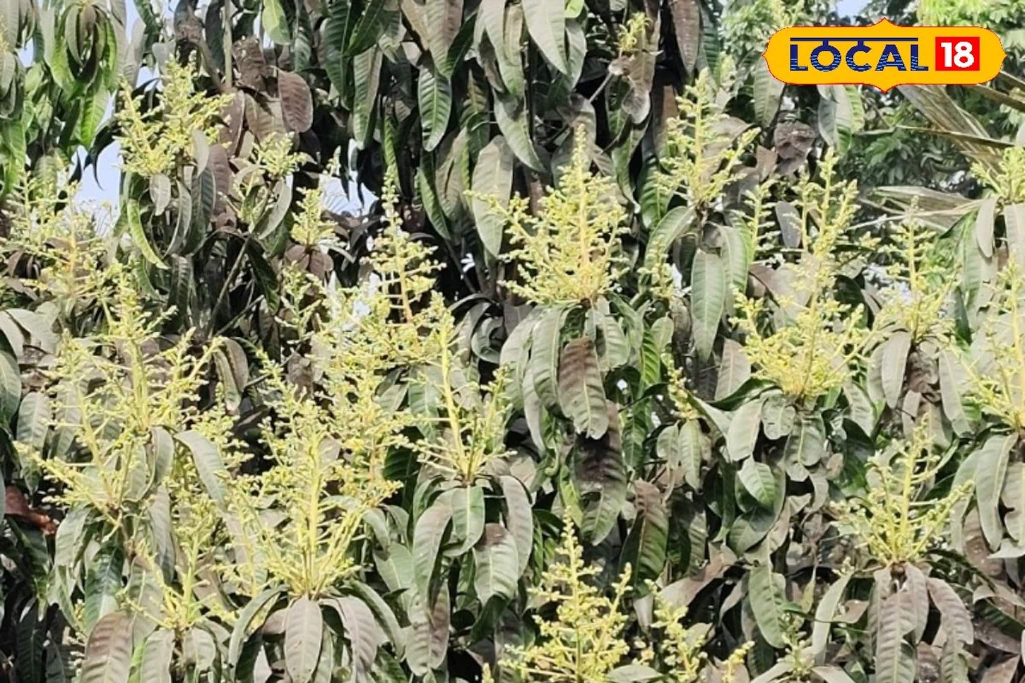 আম গাছে মুকুল এসেছে? ফলন দ্বিগুণ করতে এই সহজ টিপসগুলি মেনে চলুন আম গাছে মুকুল এসেছে? ফলন দ্বিগুণ করতে এই সহজ টিপসগুলি মেনে চলুন