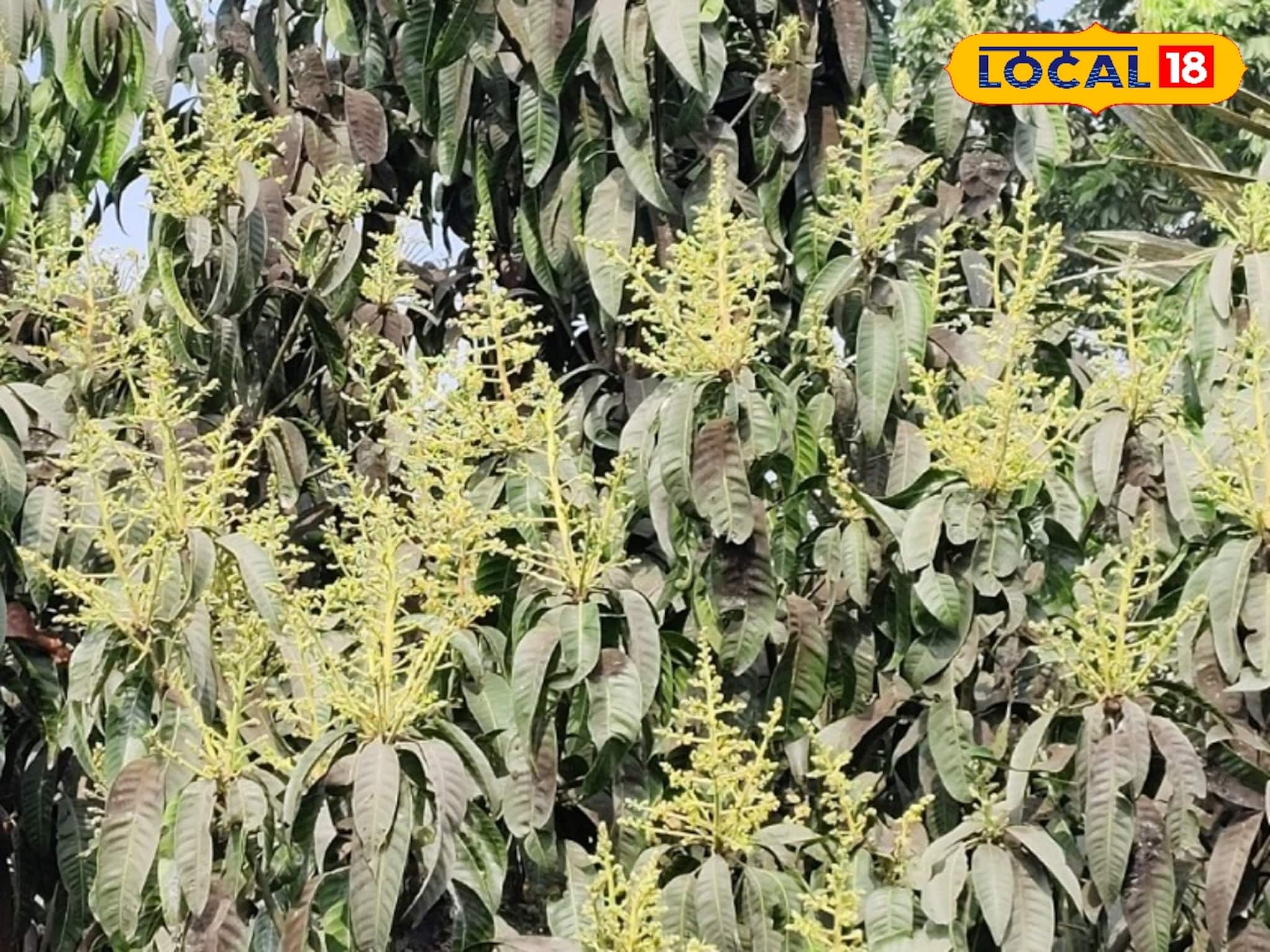 আম গাছে মুকুল এসেছে? ফলন দ্বিগুণ করতে এই সহজ টিপসগুলি মেনে চলুন