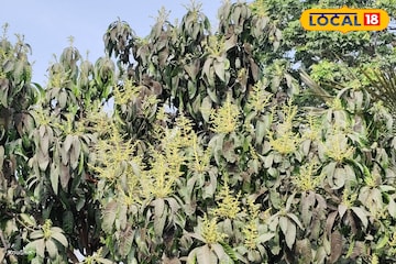 আম গাছে মুকুল এসেছে? ফলন দ্বিগুণ করতে এই সহজ টিপসগুলি মেনে চলুন আম গাছে মুকুল এসেছে? ফলন দ্বিগুণ করতে এই সহজ টিপসগুলি মেনে চলুন