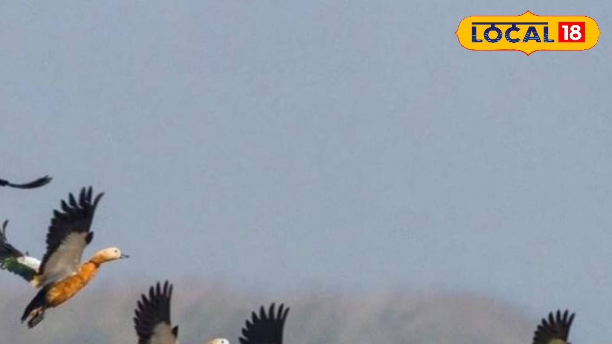 এবারের সুন্দরবনে চতুর্থ পাখি উৎসবে প্রায় ১৬৮ প্রজাতির ৩১ হাজার পাখির দেখা মিলল