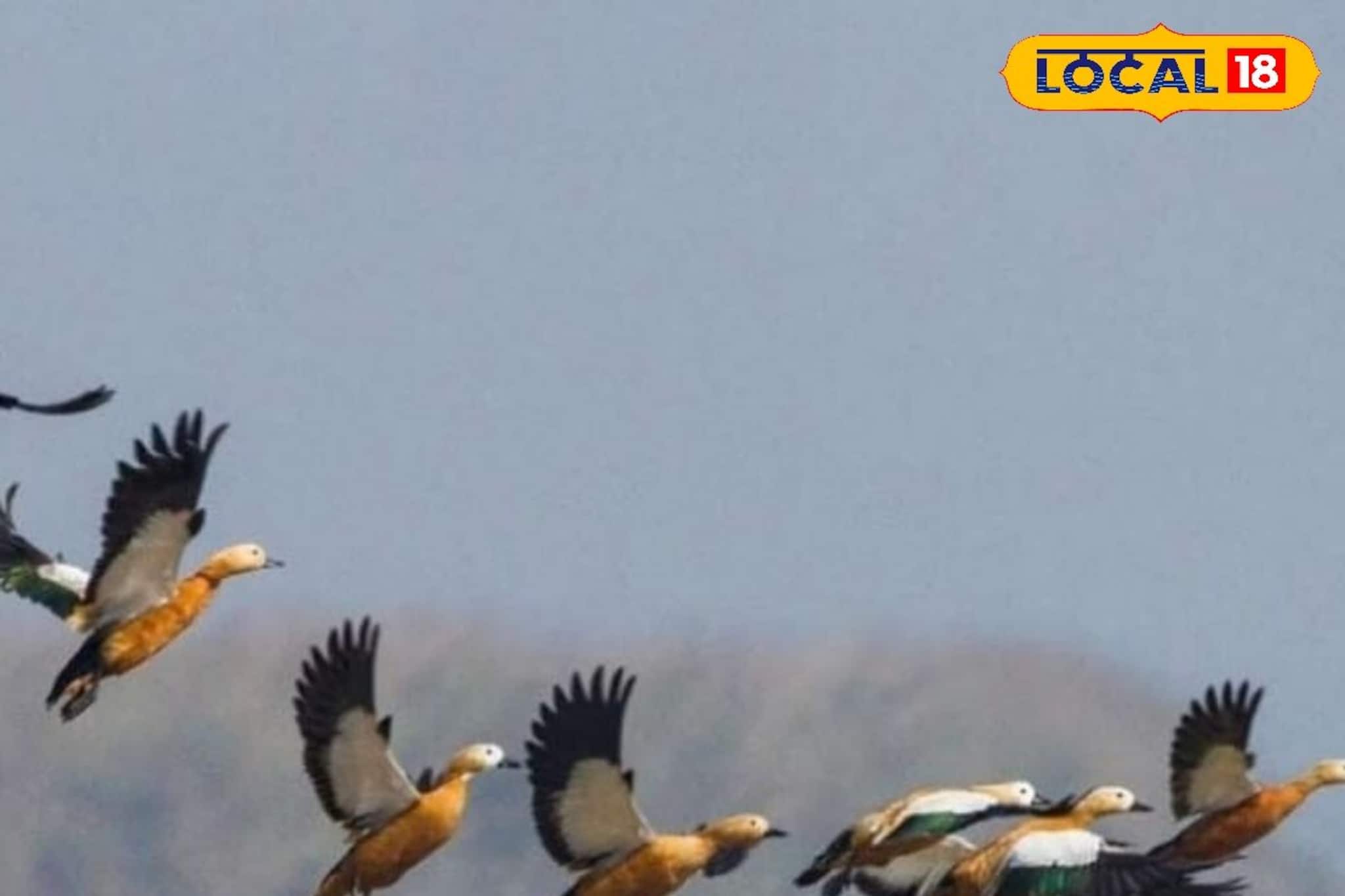 এবারের সুন্দরবনে চতুর্থ পাখি উৎসবে প্রায় ১৬৮ প্রজাতির ৩১ হাজার পাখির দেখা মিলল