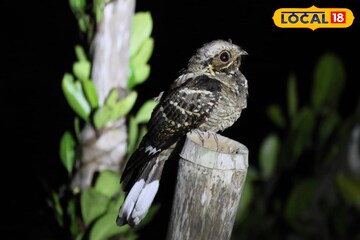 এবারের সুন্দরবনে চতুর্থ পাখি উৎসবে প্রায় ১৬৮ প্রজাতির ৩১ হাজার পাখির দেখা মিলল এবারের সুন্দরবনে চতুর্থ পাখি উৎসবে প্রায় ১৬৮ প্রজাতির ৩১ হাজার পাখির দেখা মিলল