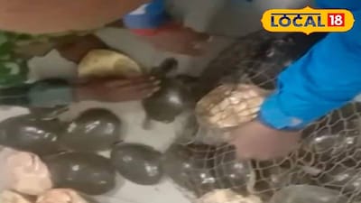 উদ্ধার হওয়া কাছিম