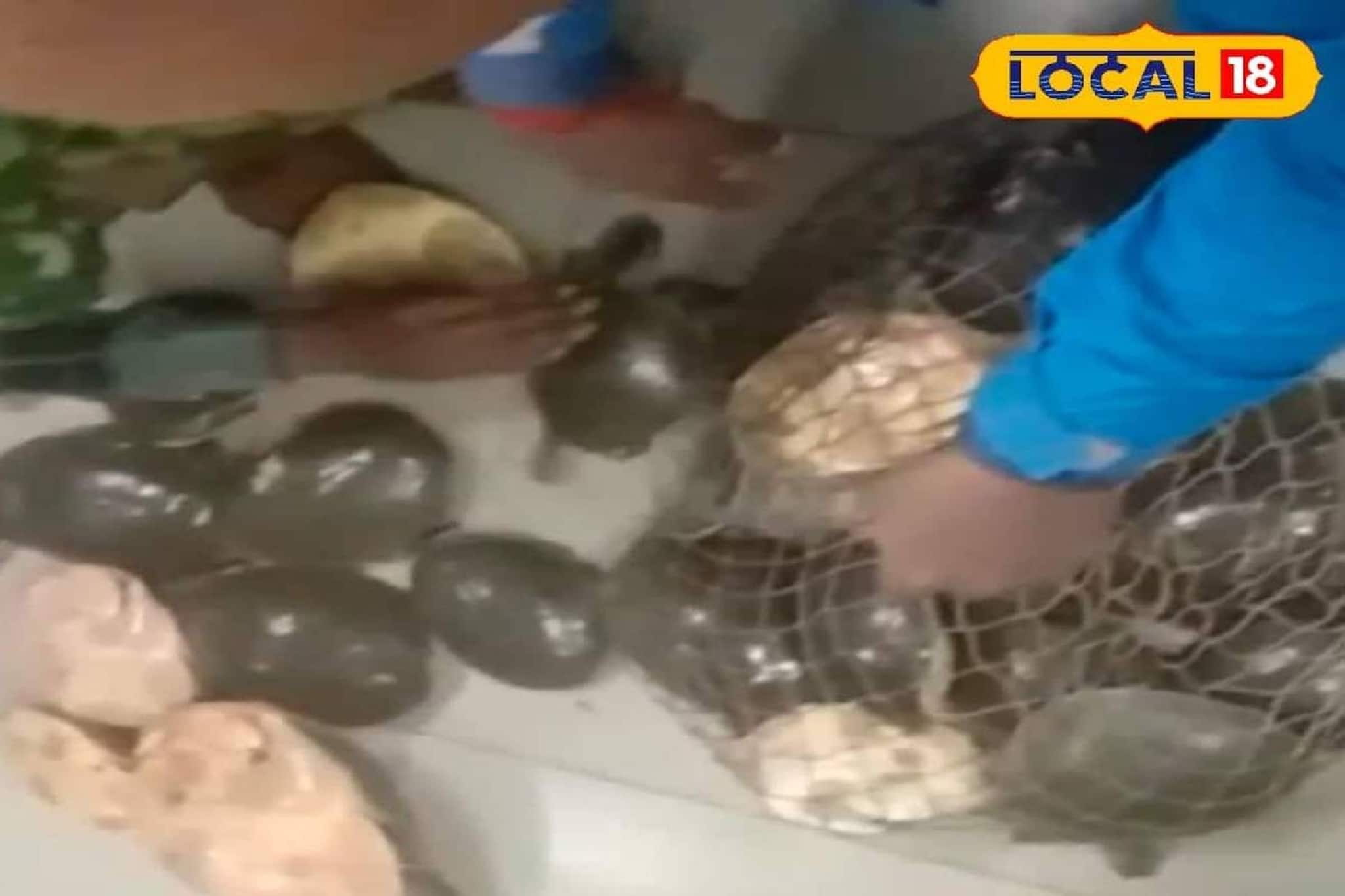 বস্তা ও নেটবন্দি অবস্থায় পাচারের চেষ্টা! হাওড়া স্টেশনে একসঙ্গে ১৬৫টি কাছিম উদ্ধার বস্তা ও নেটবন্দি অবস্থায় পাচারের চেষ্টা! হাওড়া স্টেশনে একসঙ্গে ১৬৫টি কাছিম উদ্ধার