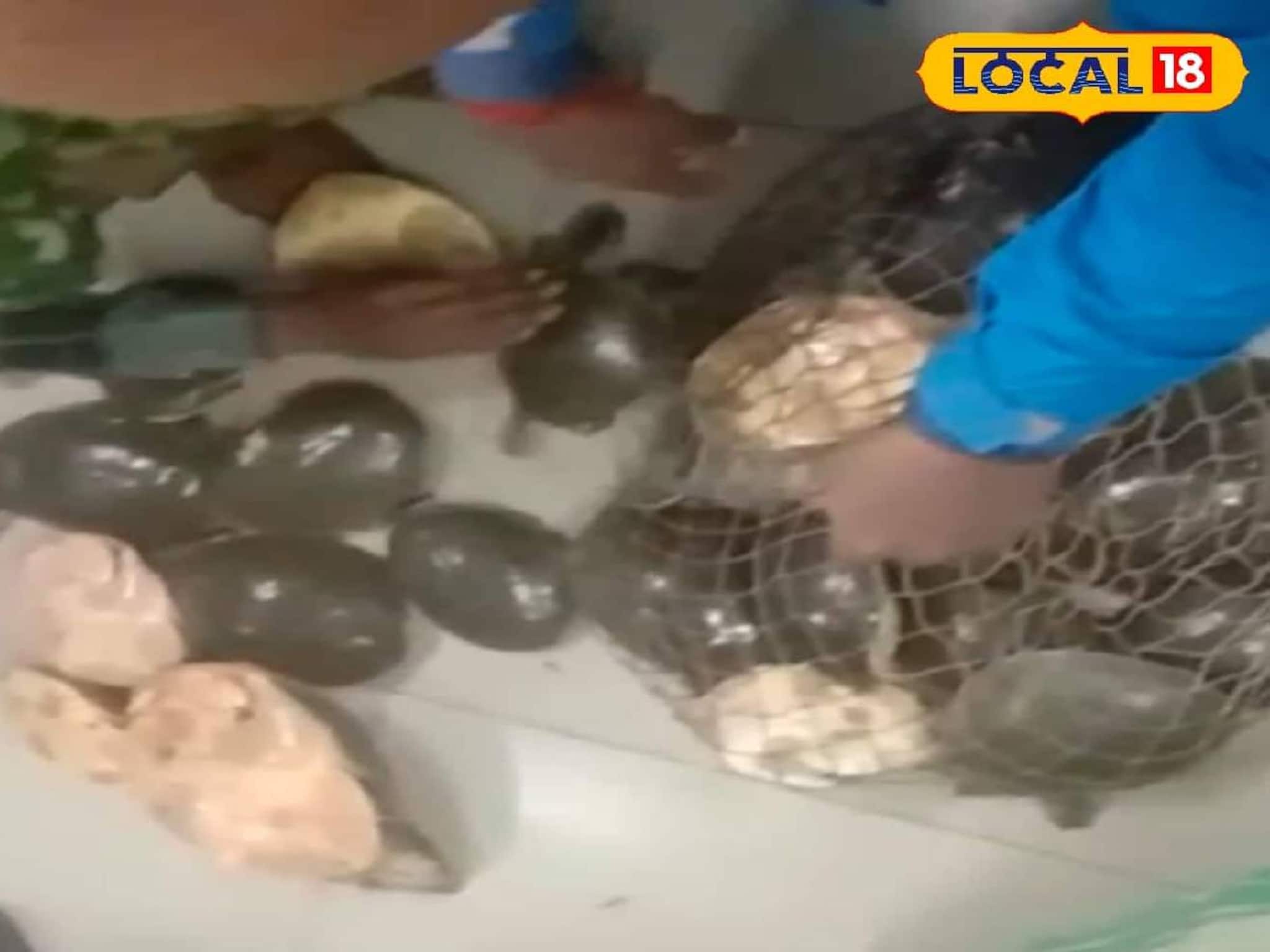 বস্তা ও নেটবন্দি অবস্থায় পাচারের চেষ্টা! হাওড়া স্টেশনে একসঙ্গে ১৬৫টি কাছিম উদ্ধার