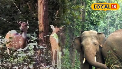 জঙ্গলমহলে বাড়ছে  বন্যপ্রাণের সংখ্যা 