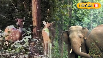 জঙ্গলমহলে