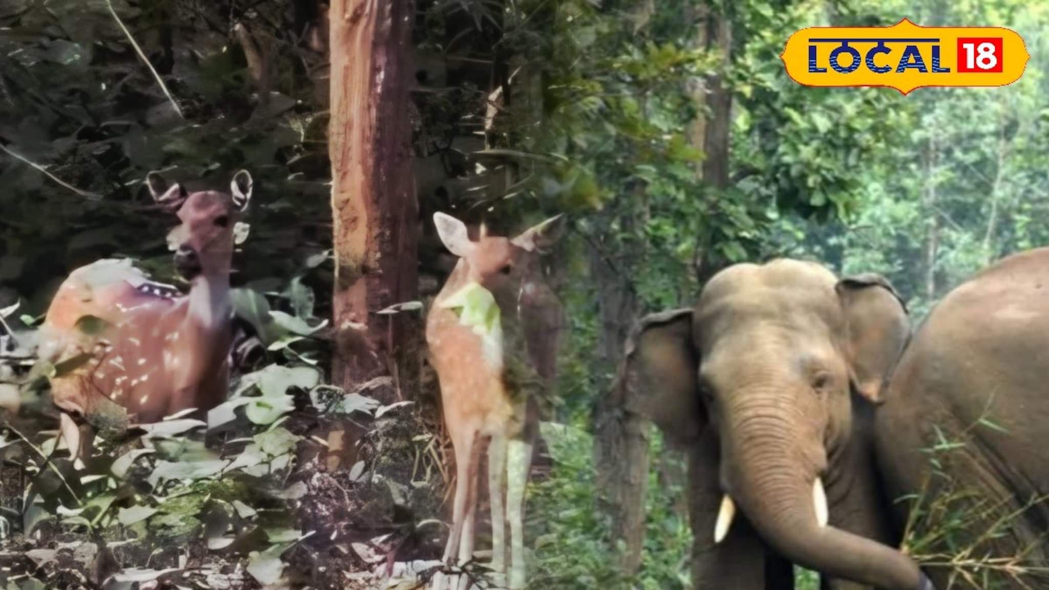 রাজ্যে লাফিয়ে বাড়ছে বন্যপ্রাণের সংখ্যা! কেন প্রজননের জন্য আদর্শ জঙ্গলমহল? কারণ জানুন