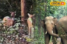 West Medinipur News: রাজ্যে লাফিয়ে বাড়ছে বন্যপ্রাণের সংখ্যা! কেন প্রজননের জন্য আদর্শ জঙ্গলমহল? বাস্তুতন্ত্র সমৃদ্ধির বেশ কিছু কারণ সামনে আনলেন বিশেষজ্ঞরা