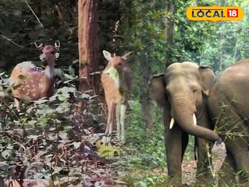 জঙ্গলমহলে