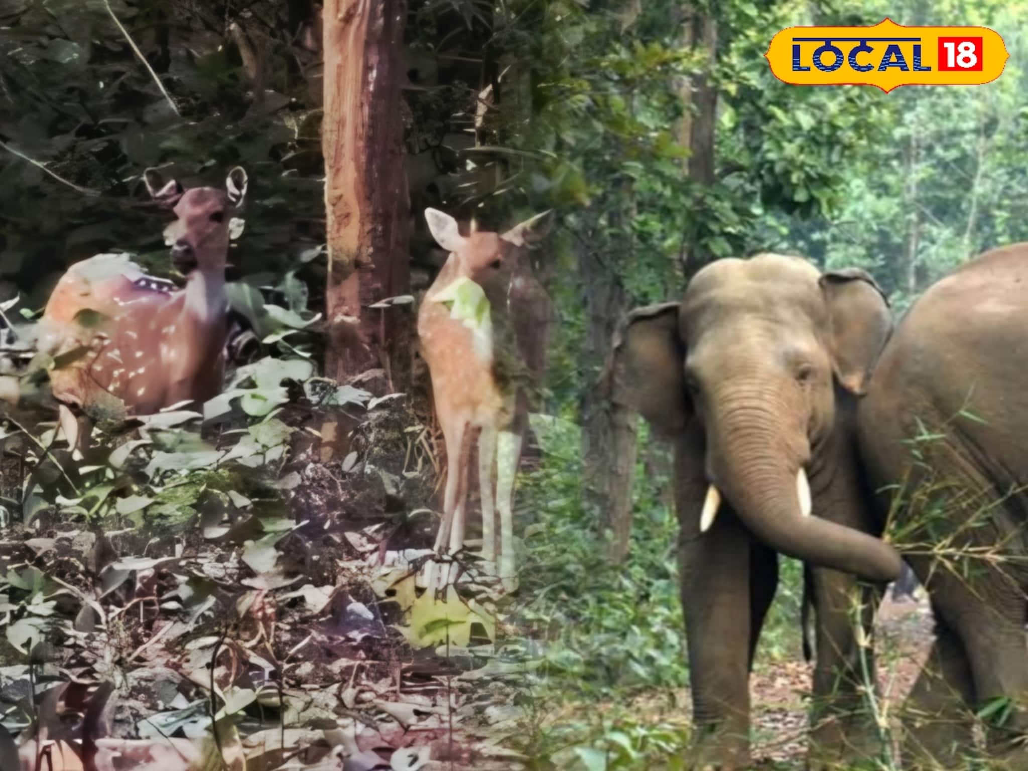 রাজ্যে লাফিয়ে বাড়ছে বন্যপ্রাণের সংখ্যা! কেন প্রজননের জন্য আদর্শ জঙ্গলমহল? কারণ জানুন রাজ্যে লাফিয়ে বাড়ছে বন্যপ্রাণের সংখ্যা! কেন প্রজননের জন্য আদর্শ জঙ্গলমহল? কারণ জানুন