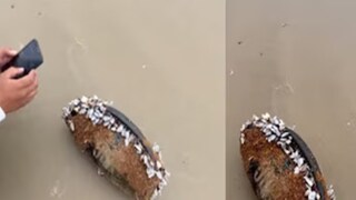 JBL স্পিকার থেকে গান বাজছিল (Photo: X) JBL স্পিকার থেকে গান বাজছিল (Photo: X)