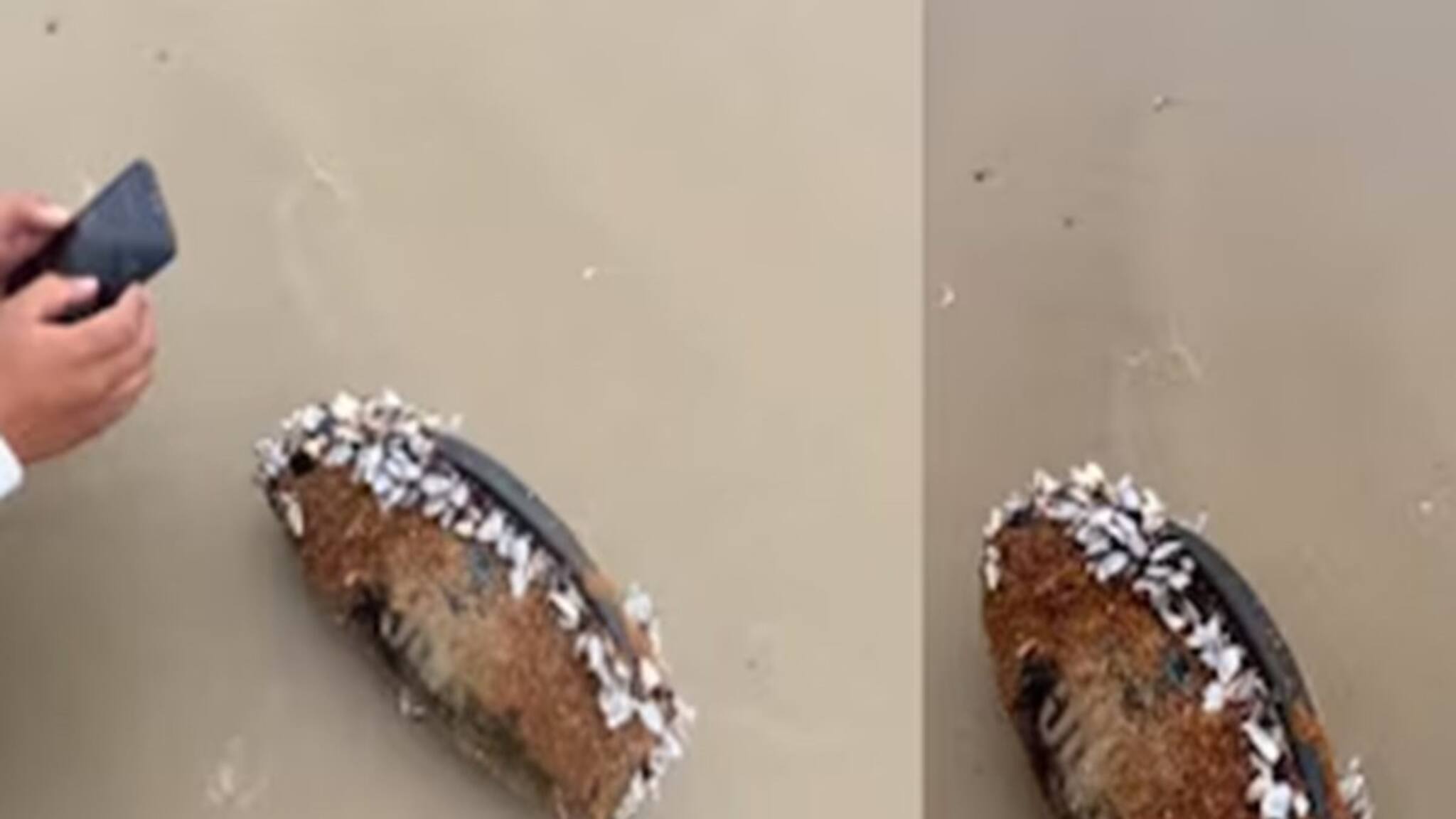 তিন মাস ধরে সমুদ্রে ভেসেছে ! আটকে থেকেছে কাদার ভিতরে, তবুও JBL স্পিকার থেকে গান বাজছিল