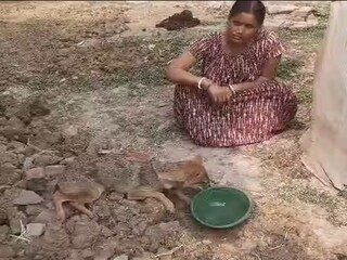 অসুস্থ শিয়ালের সাহায্যে গ্রামবাসীরা৷ 