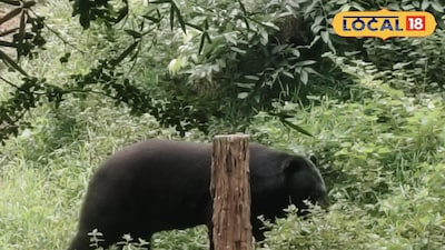 ডুয়ার্সের চা বাগানে হিমালয়ান ব্ল্যাক বিয়ার