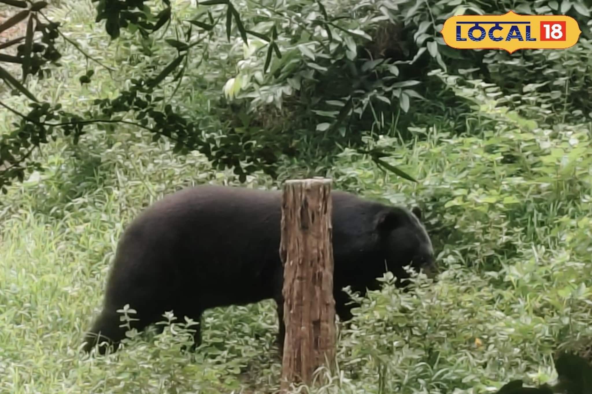 ডুয়ার্সের চা বাগানে হিমালয়ান ব্ল্যাক বিয়ার! খাবারের সন্ধানে দাপিয়ে বেড়াচ্ছে এদিক ওদিক