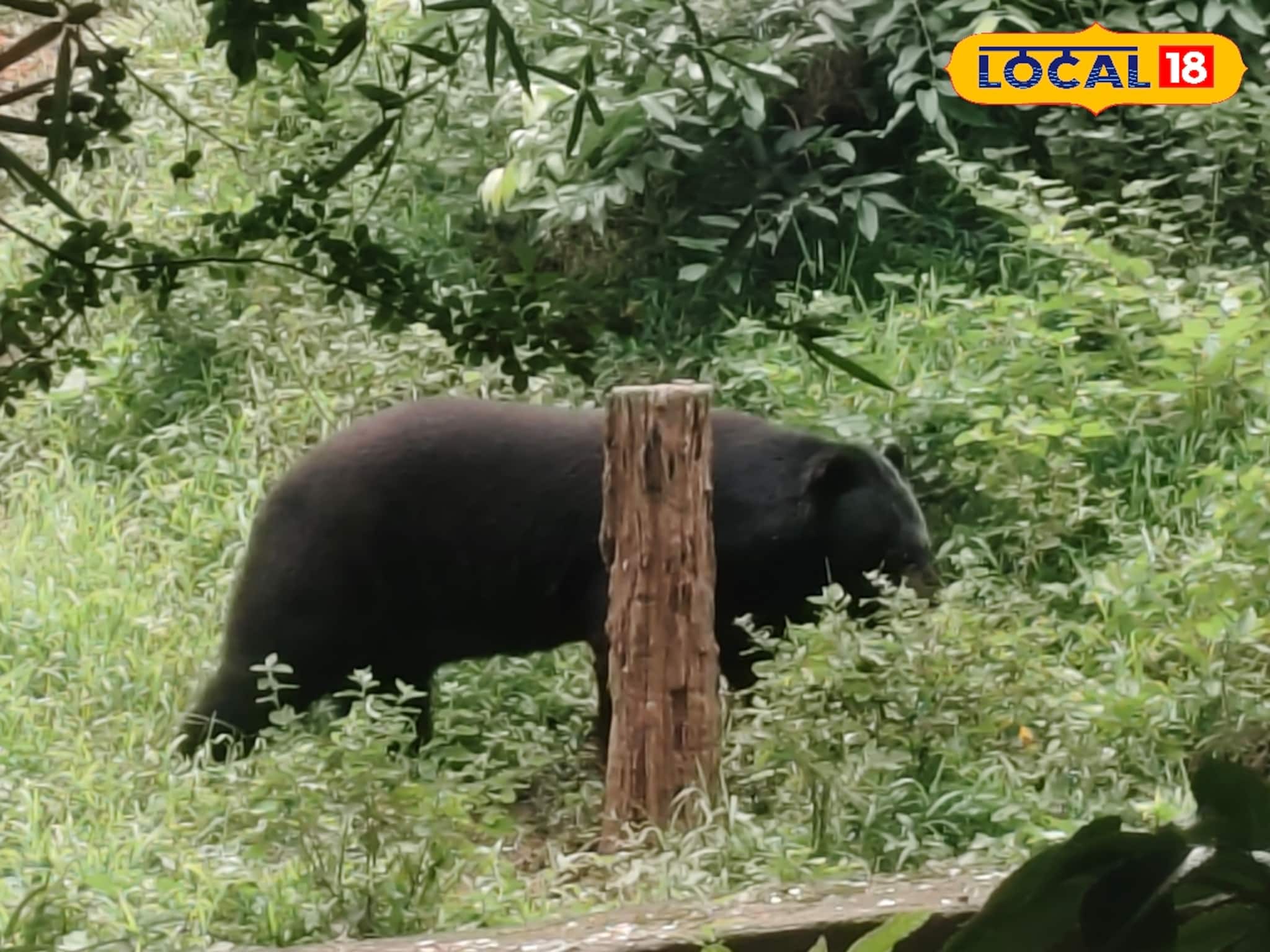 ডুয়ার্সের চা বাগানে হিমালয়ান ব্ল্যাক বিয়ার! খাবারের সন্ধানে দাপিয়ে বেড়াচ্ছে এদিন ওদিক