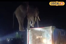 Elephant Rescue: পুরনো স্মৃতির পথে বিপদ! জলপাইগুড়ি শহরমুখী বুনো হাতি, ঘুমপাড়ানি ইনজেকশন দিয়ে উদ্ধার