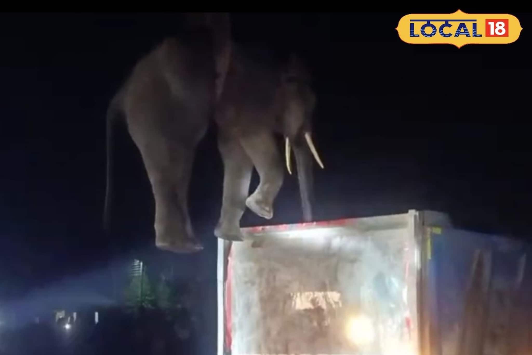 পুরনো স্মৃতির পথে বিপদ! জলপাইগুড়ি শহরমুখী বুনো হাতি, ঘুমপাড়ানি ইনজেকশন দিয়ে উদ্ধার