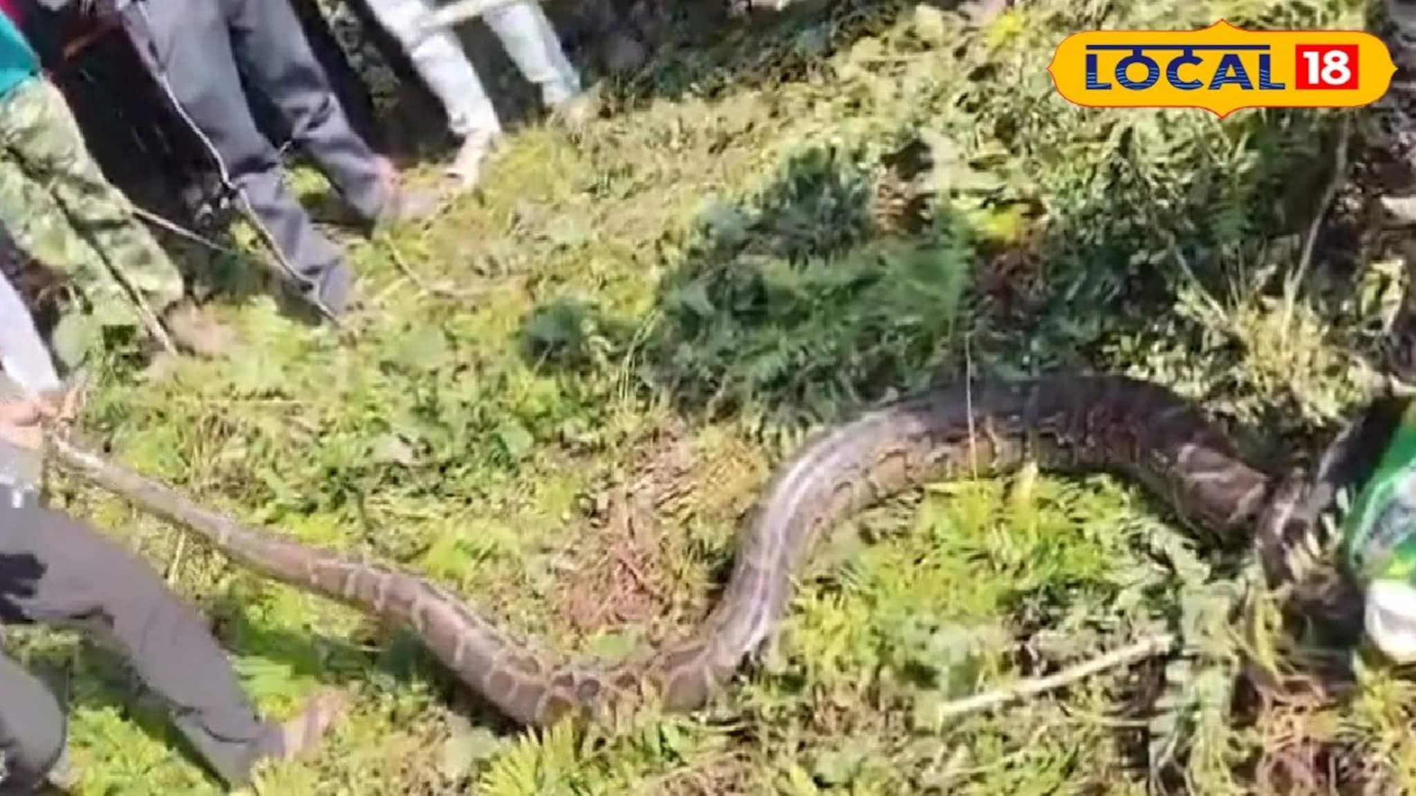 Python Rescue: ঝোপের আড়ালে খসখস শব্দ! কাছে যেতেই আত্মারাম খাঁচা, লোকালয় থেকে ১৫ ফুটের অজগর উদ্ধার, বানারহাটে চাঞ্চল্য