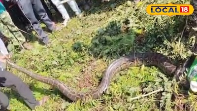 বানারহাটে লোকালয় থেকে ১৫ ফুট লম্বা অজগর সাপ উদ্ধার