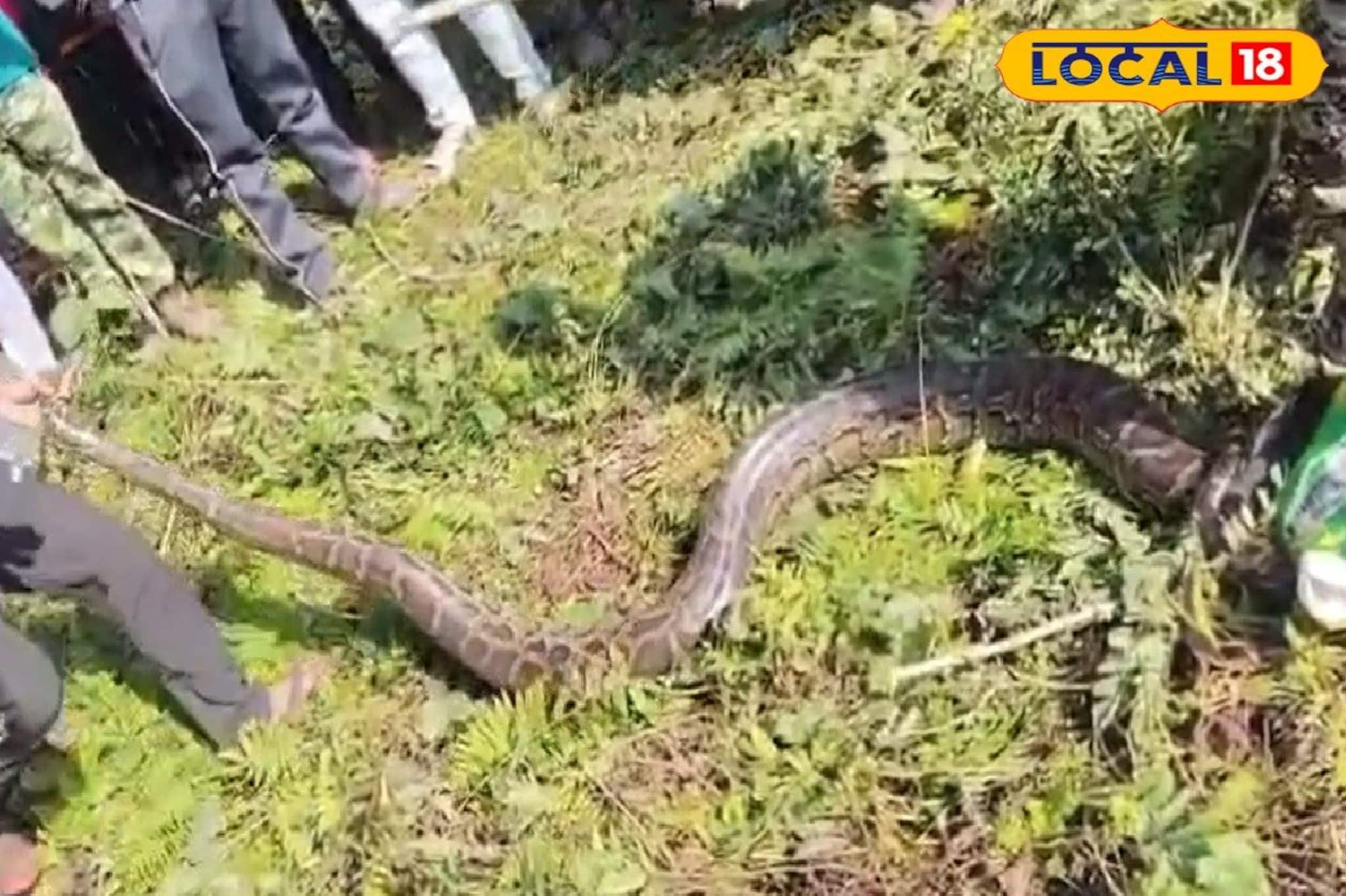 ঝোপের আড়ালে খসখস শব্দ! কাছে যেতেই আত্মারাম খাঁচা, লোকালয় থেকে ১৫ ফুটের অজগর উদ্ধার