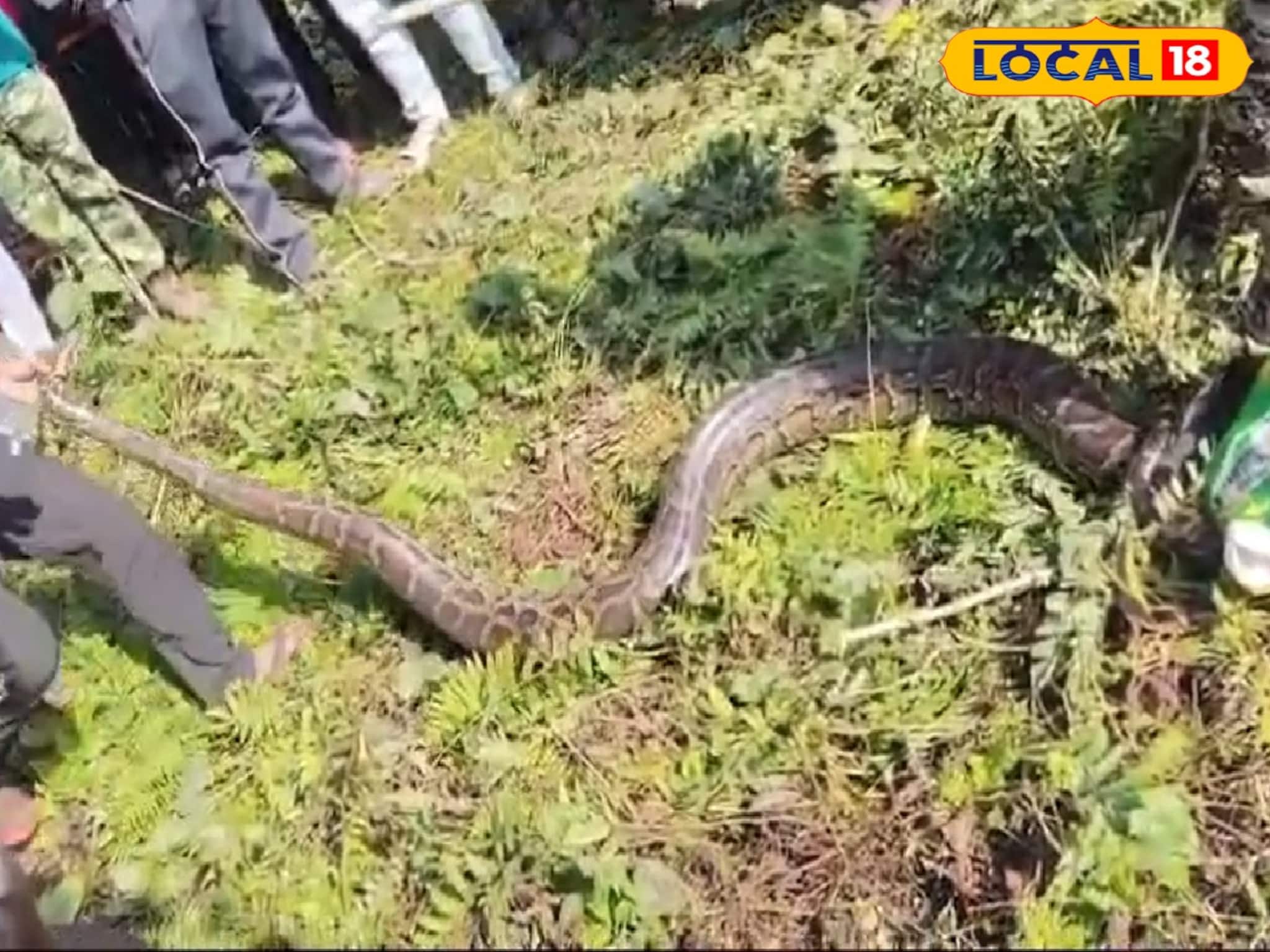 ঝোপের আড়ালে খসখস শব্দ! কাছে যেতেই আত্মারাম খাঁচা, লোকালয় থেকে ১৫ ফুটের অজগর উদ্ধার