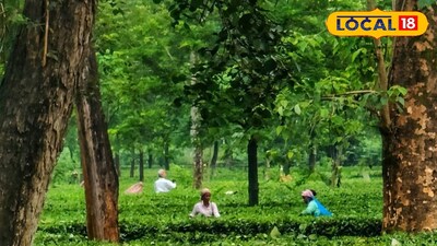 অভিষেক বন্দ্যোপাধ্যায়ের উত্তরবঙ্গ সফরের পরেই খুলল সুবর্ণপুর চা বাগান