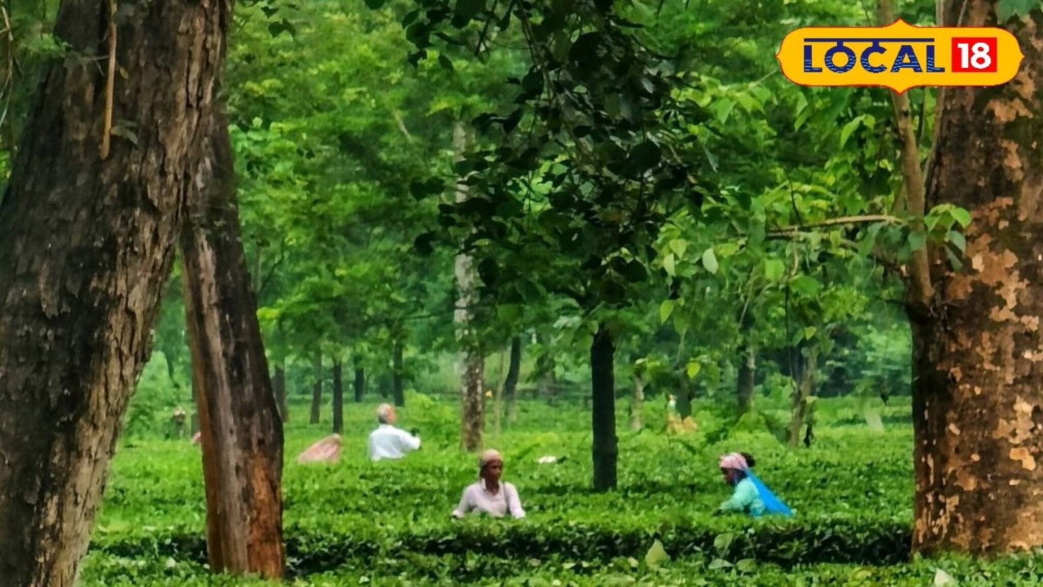 Jalpaiguri News: অভিষেকের উত্তরবঙ্গ সফরের পরেই খুলল সুবর্ণপুর চা বাগান! ৪ মাস পর কাটল বোনাসের জট, শ্রমিক মহল্লায় সুদিন