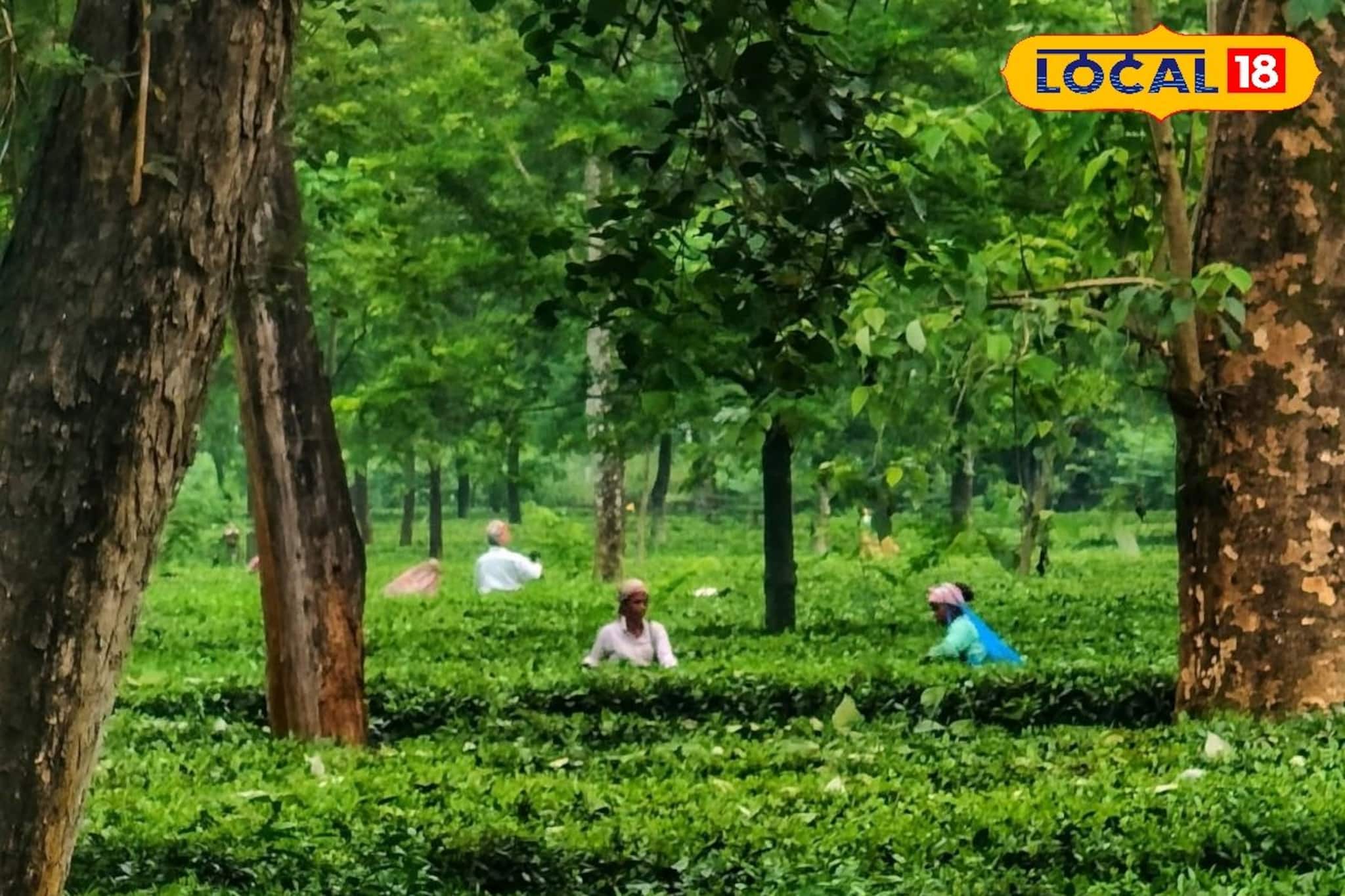 অভিষেকের উত্তরবঙ্গ সফরের পরেই খুলল সুবর্ণপুর চা বাগান! ৪ মাস পর কাটল বোনাসের জট